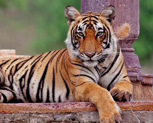 Rajasthan Trip Planner